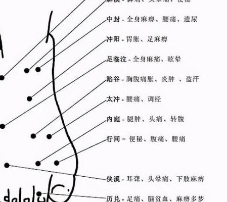 脚的部位名称图（脚的部位名称图片）