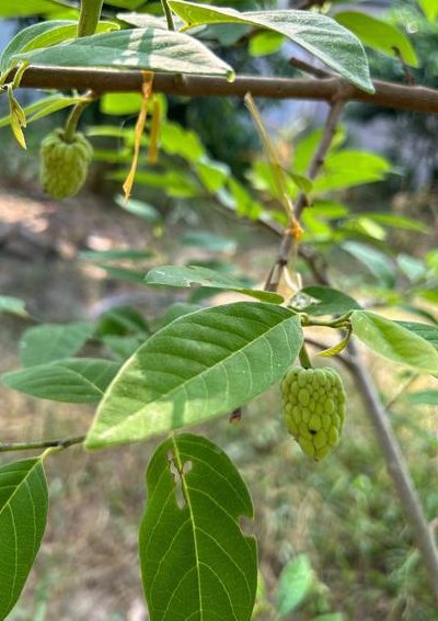 释迦果树（释迦果树修剪技术视频）