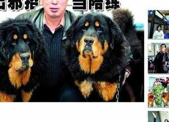 马俊仁藏獒（马俊仁藏獒小王子）