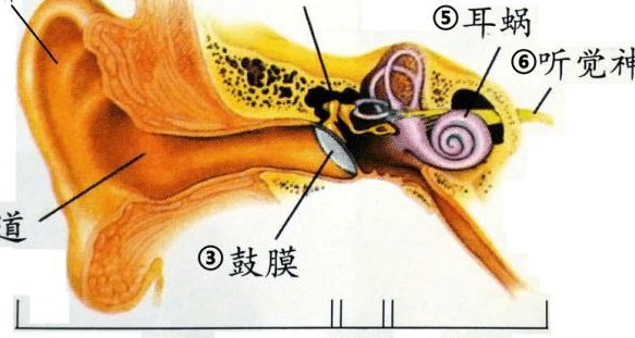 耳朵的结构图（四年级科学耳朵的结构图）