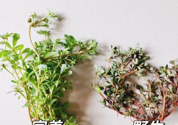 马齿苋功效（马齿苋功效与作用泡水喝的功效）