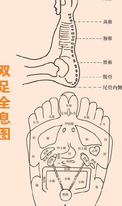 包含脚上穴位图解与作用的词条