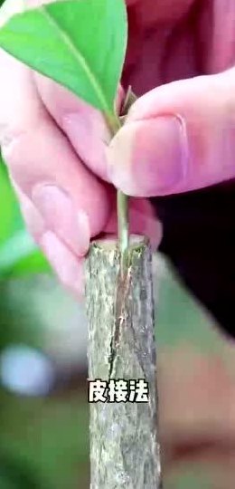 桂花嫁接技术图解（桂花嫁接技术图解大全）