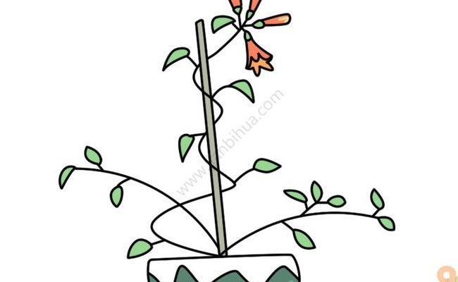 炮仗花图片（炮仗花图片简笔画）