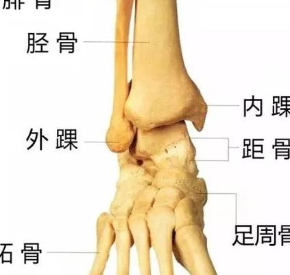 脚踝是在脚的什么位置（脚踝在脚的哪个部位）