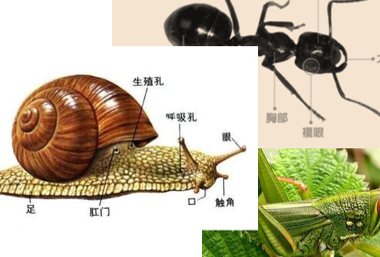 蜗牛有几条腿（蚂蚁有几条腿）