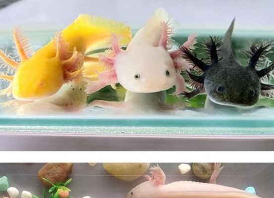 六角恐龙怎么养（六角恐龙怎么养腮）