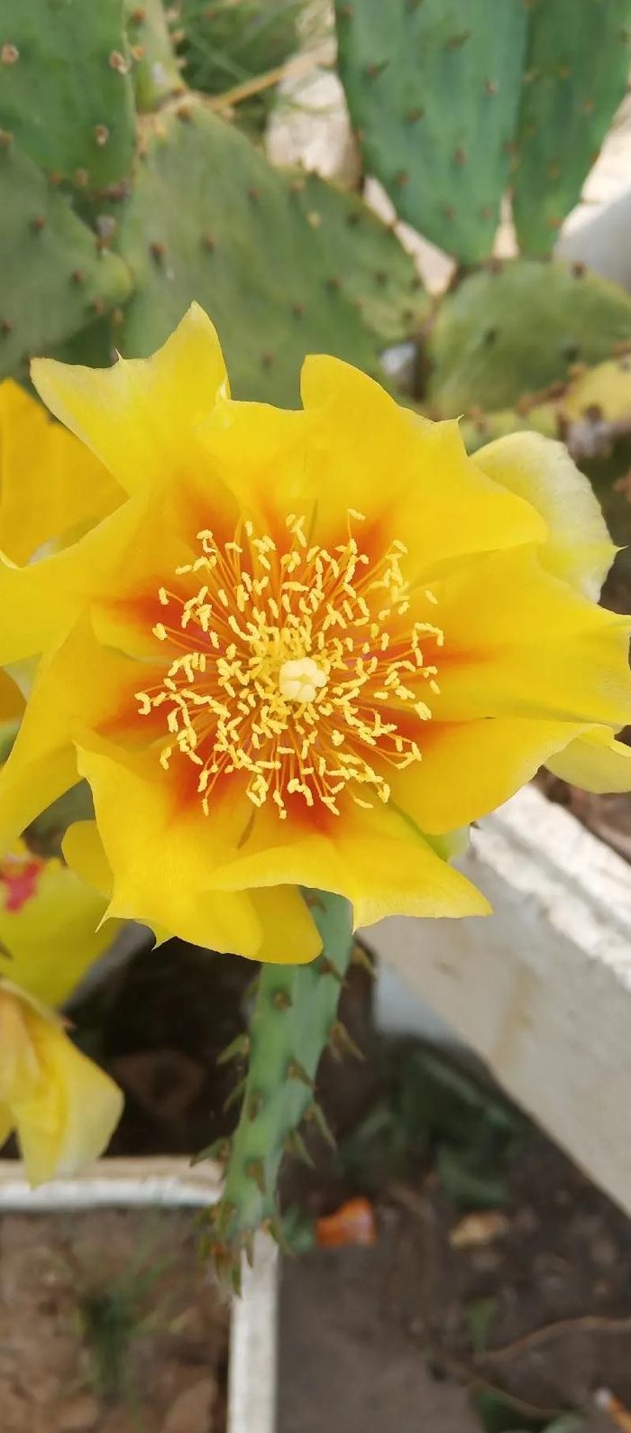 仙人掌开花是什么兆头（仙人掌开花是什么兆头图片）