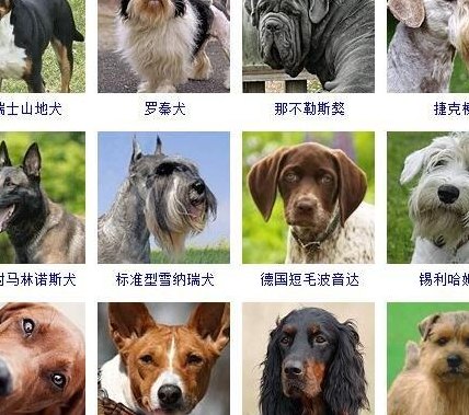 各品种狗图片大全（品种狗大全图片及名称图片）