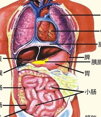人体器官结构图五脏六腑高清男（人体器官结构图五脏六腑高清男性）