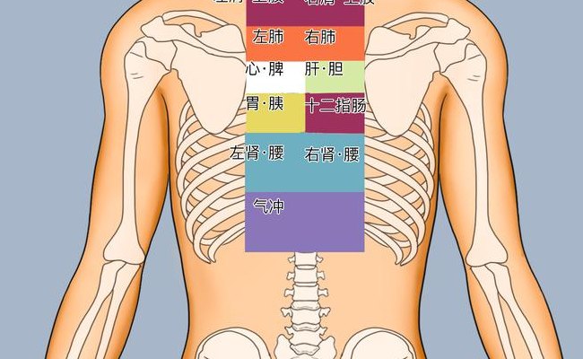 人体后背疼痛分布图（人体背部疼痛对应图）