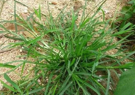 牛更草图片（牛更草的主治与功效）