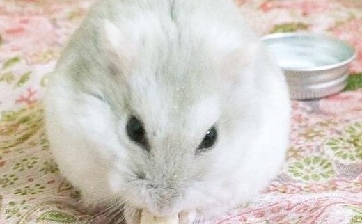 怎么养仓鼠新手（如何养仓鼠 新手）