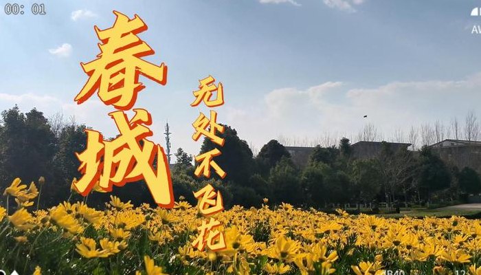 春城无处不飞花打一城市名（春城无处不飞花打一城市名字 为什么 锦州）