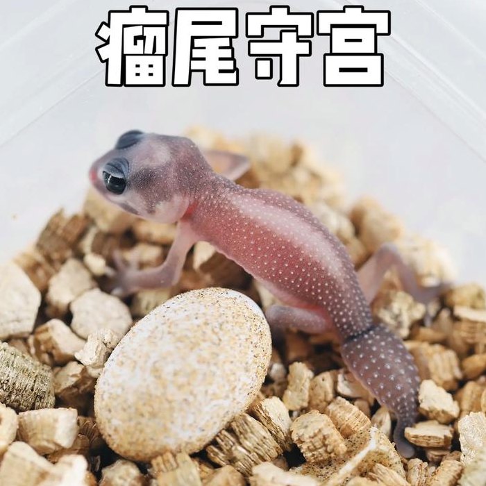守宫是什么动物（守宫是什么动物怎么养好养吗）