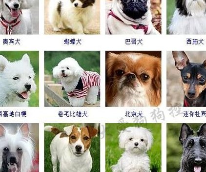 小狗狗品种大全及图片（狗狗图片品种大全图）