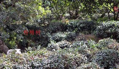 采用茶果间作种植方式的茶（采用茶果间作种植的茶是）