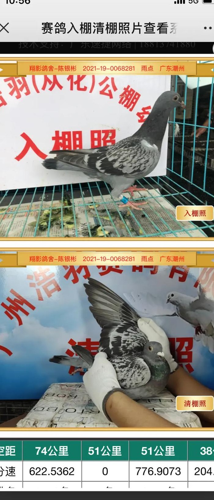 鸽网赛事直播科汇（鸽网赛事直播科汇鸽网2023年9月13清河门）