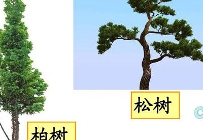 松树的特点（柏树的特点）