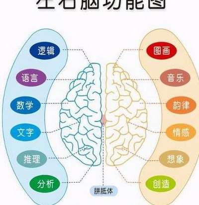 左脑发达好还是右脑发达好（左脑发达和右脑发达的区别在哪里）
