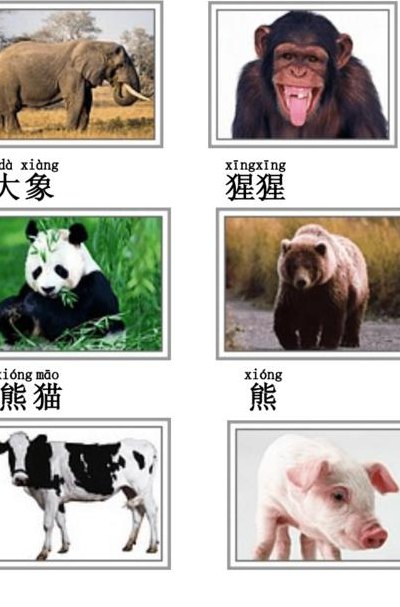 动物大全带名称图片（动物大全带名称图片工具类）