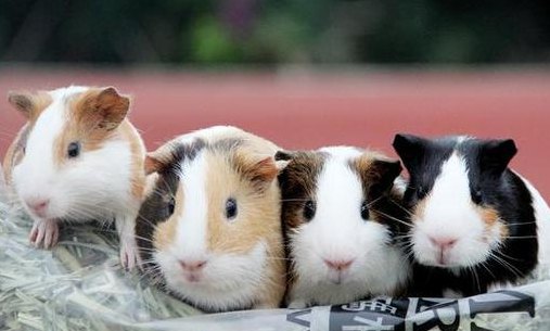 鼠类动物名称及图片（鼠类品种大全）