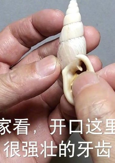 蜗牛的牙齿有多少颗（蜗牛的牙齿有多少颗牙齿图片）
