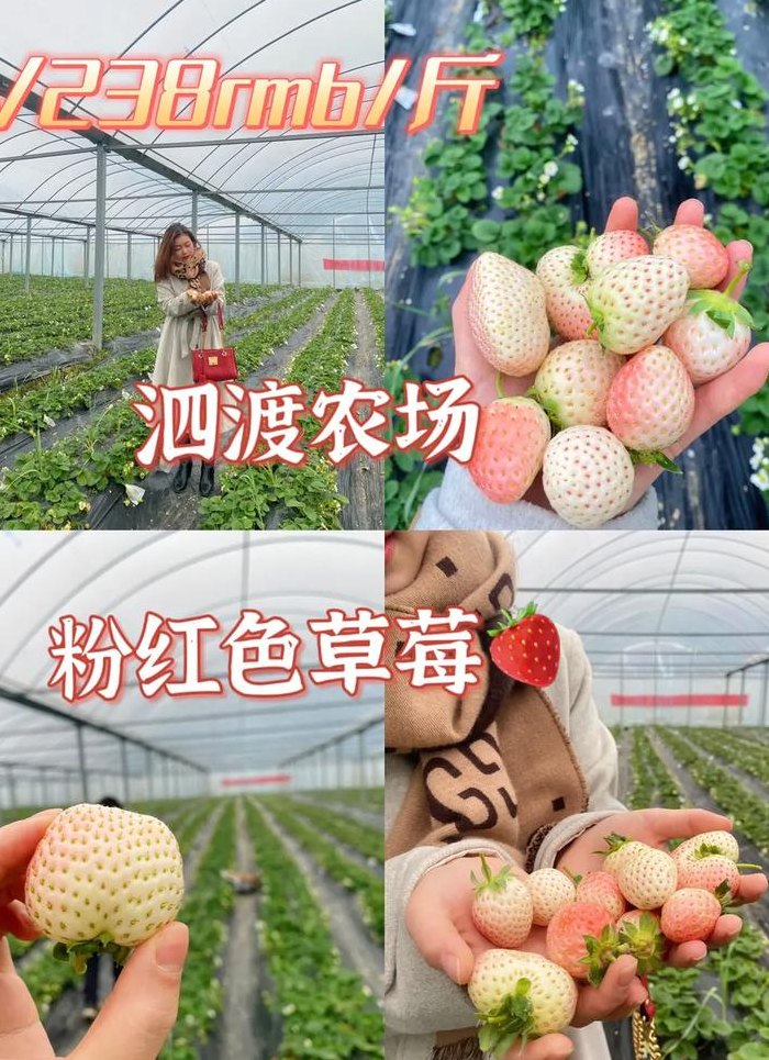 离我最近的草莓采摘园（附近有没有草莓采摘园）