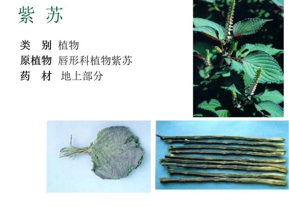 中药苏子的功效与作用（苏子功效主治）