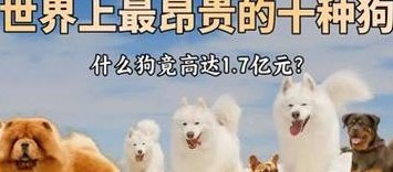 最贵的狗排名（十大最贵的狗）