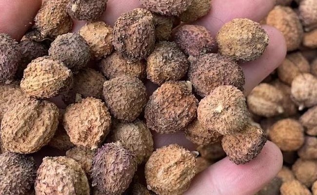 砂仁价格（砂仁价格中药材天地网）