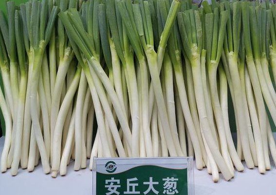 安丘大葱最新价格（安丘大葱最新价格2023）