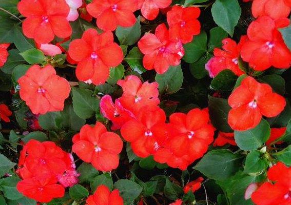 苏丹凤仙花（苏丹凤仙花花期多长）