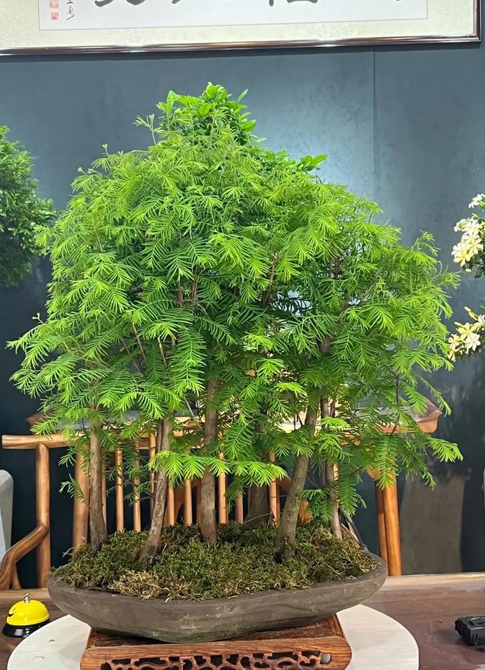 水杉盆景养殖方法（水杉盆景图片）