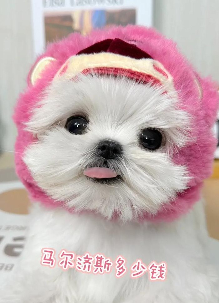 约克夏多少钱一只（马尔济斯犬多少钱一只）