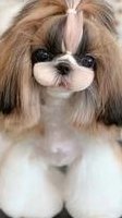 宠物狗品种小型犬（宠物狗品种小型犬大全及图片）