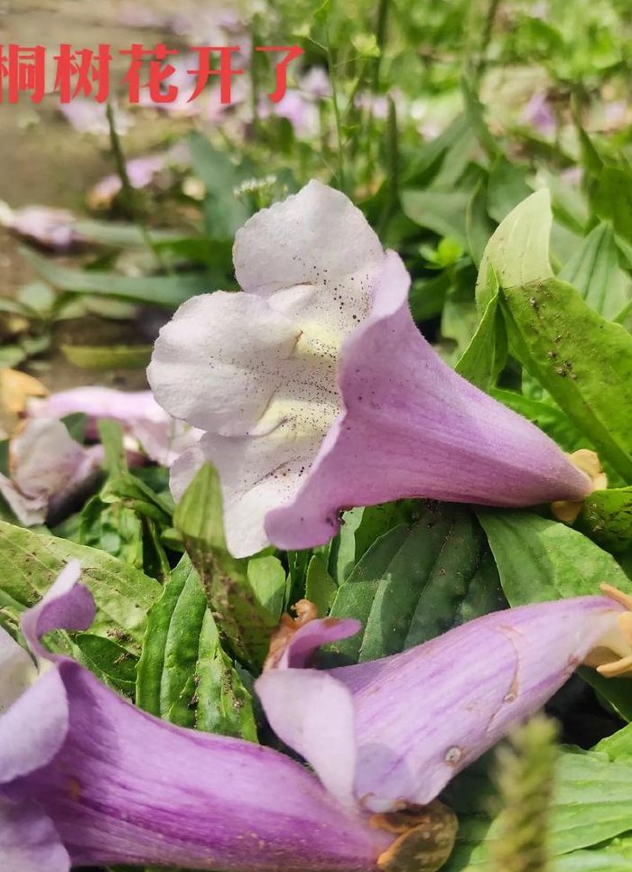 桐树花能吃吗（桐树花能吃吗怎么吃）