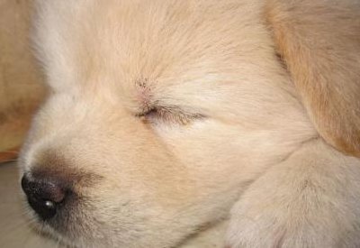 狗狗犬瘟初期吧唧嘴（狗狗犬瘟嘴巴抽搐）
