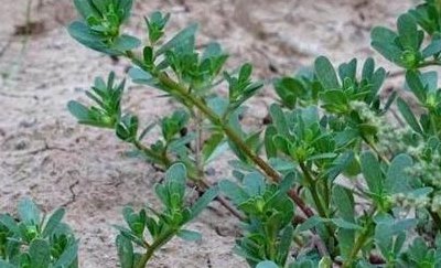 野菜大全配图片和名字（野菜大全图解）