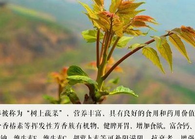 哪些人不宜吃香椿（什么人不能吃香椿的功效与作用）