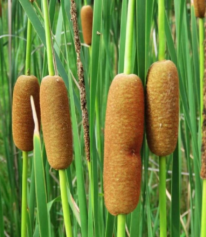 中草药图片大全图谱（中草药图片大全图谱香蒲）