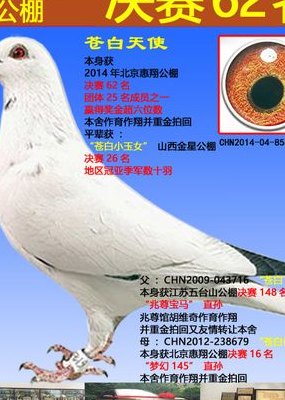 北京惠翔赛鸽公棚（北京惠翔赛鸽公棚介绍）
