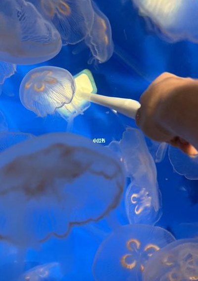 小水母怎么养（小水母怎么养?）