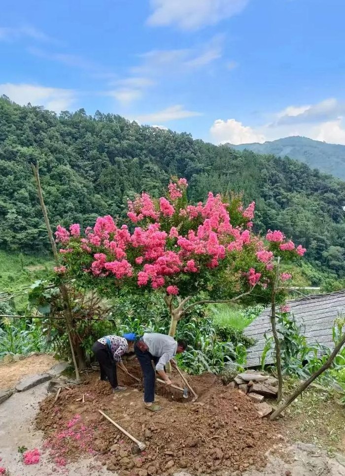 紫荆花树（紫荆花树价格）