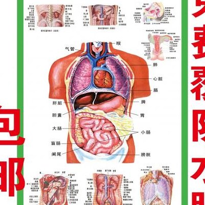 人的器官分布图（人的器官分布图解 内脏,曼图的形式）