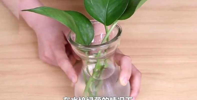 绿萝几天浇一次水（冬天绿萝多久浇一次水）