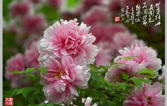 唯有牡丹真（唯有牡丹真国色,花开时节动京城是谁写的）