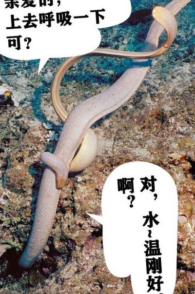 海蛇图片（海蛇图片 咬人）