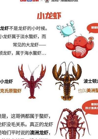 中国小龙虾的来历（小龙虾的由来 龙虾怎么来的中国）
