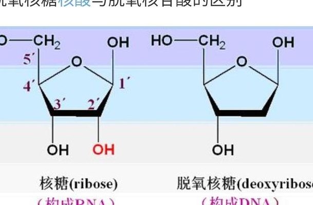 包含脱氧核酸是什么梗的词条
